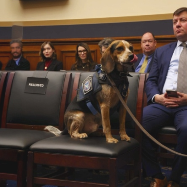 It's hard to believe that Democrats on the Judiciary Committee refused to defend Freddie, a CBP detection dog, and opposed my BOWOW Act bill. But as Congressman Brandon Gill explained to the Ruthless Podcast, the Democrats even looked Freddie in the eye as they voted against him.