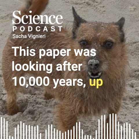 In the latest #SciencePodcast🎙️, Editor for Life Sciences Sacha Vignieri walks through recent dog research published in Science. 🎧 Listen here:
