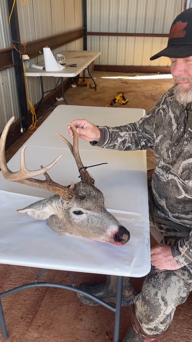 Uneven antlers ≠ genetics #Whitetail #Contralateral #RandomWhitetailFact