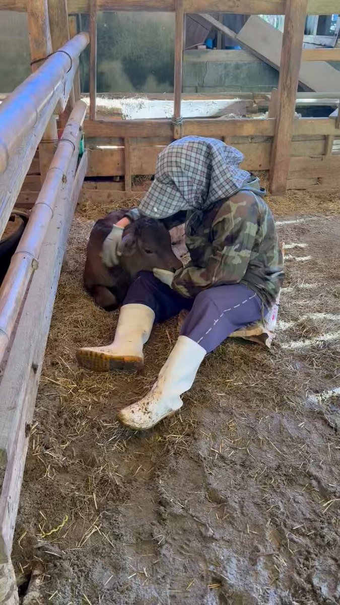 かーさん、仕事さぼって何してるかと思ったら、飼料袋ひいてエリザベスの子牛と遊んでる。