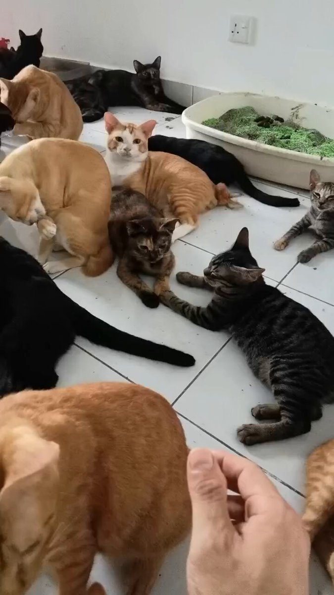 Jual roti untuk keberlangsungan hidup kucing rescue. Semua dijaga dengan baik (mandul, vaccine) tapi sekarang semuanya hilang tempat berteduh sebab dihalau oleh tuan rumah 😭😭 Sekarang dah 5 hari menumpang kt bilik kecil sempit² 60 ekor. Semua kutip dari sakit &amp; rawat. 🥹