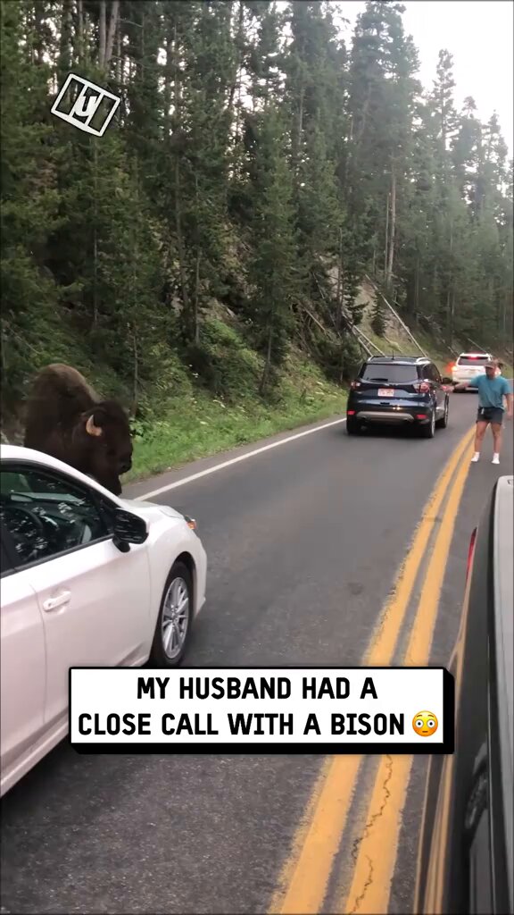 Man nearly gets trampled by a bison for taunting it in the middle of the road - what a moron. 🤦‍♂️