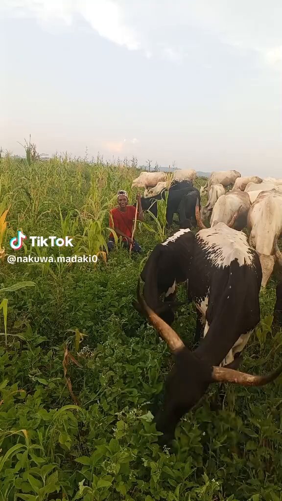 I now agree that the cows these herdsmen are grazing openly could belong to some of the leaders of this country, because there’s no way they would turn a blind eye to everything that’s happening if they weren’t benefiting from it. Imagine this wickedness fgs!