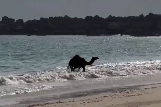 Umman’da bir devenin kendini denize bırakıp stres attığı görüntüler sosyal medyada büyük ilgi gördü.
