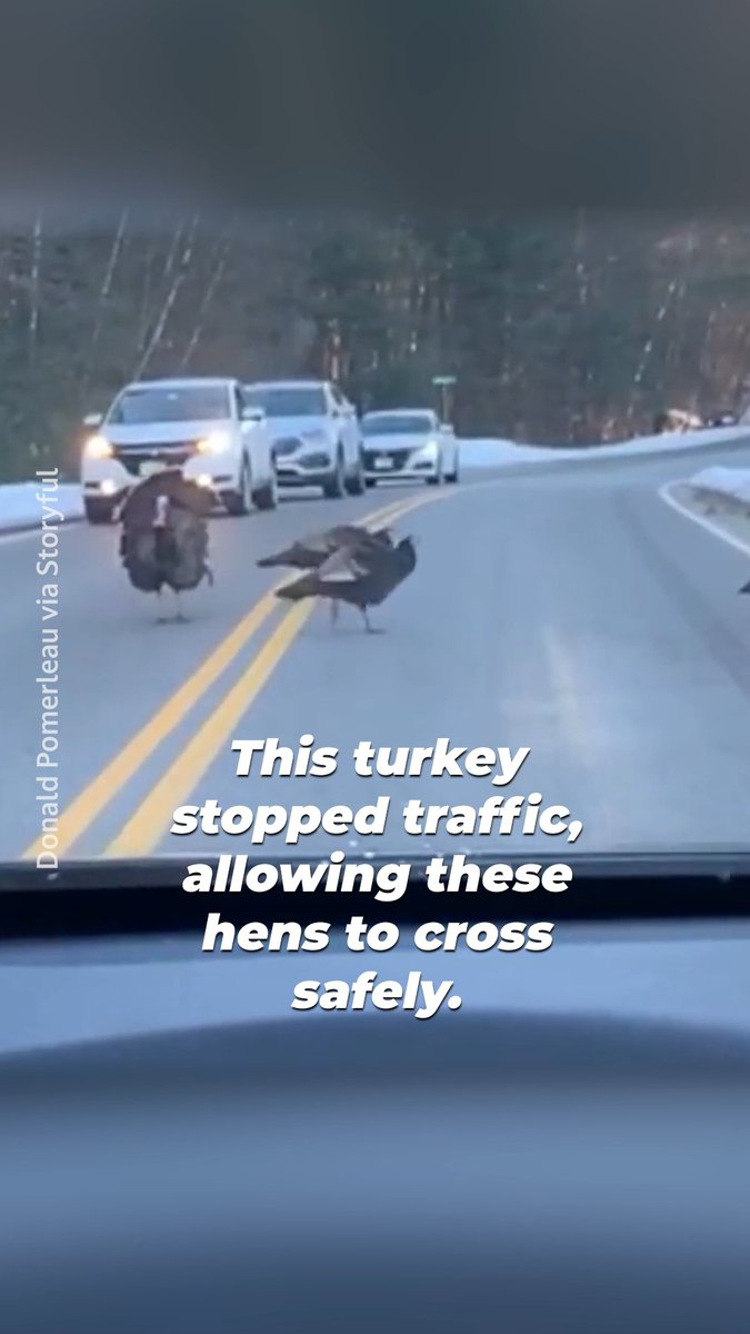 This turkey is risking everything to protect his family and friends 🦃💕 A reminder that courage and love connect us all.