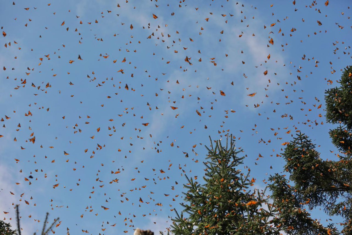 Considerado uno de los fenómenos más asombrosos del planeta, millones de mariposas monarcas han comenzado a migrar desde Canadá a México para hibernar y reproducirse en los bosques templados de oyamel.