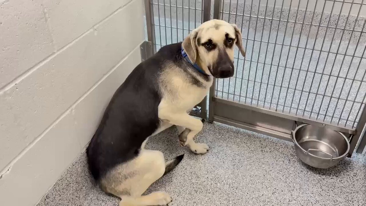 🆘🐾APRIL #A636614 Foster Return 🚨At risk TB☠️ 11/24 11 months old Loves people &amp; playing 🎾 She is shaking &amp; shutting down 😢 Please #PLEDGE #FOSTER #ADOPT Harris County Pets 612 Canino Houston #TX #SaveThePuppies