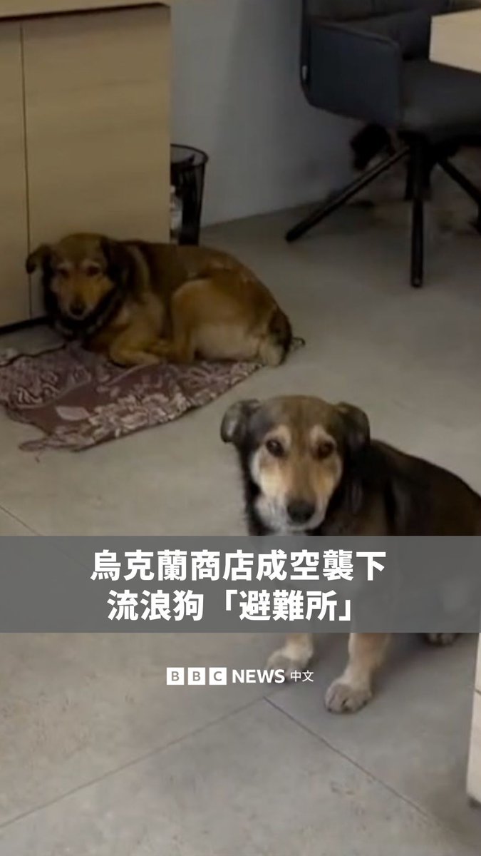 随着俄罗斯对乌克兰的袭击持续,乌克兰一家小商店成了流浪狗的避难所。过去两年来,店主奥列克西一直照顾它们,这个冬天,他更安装了隔热犬舍,帮助进来避难的小狗保持温暖。