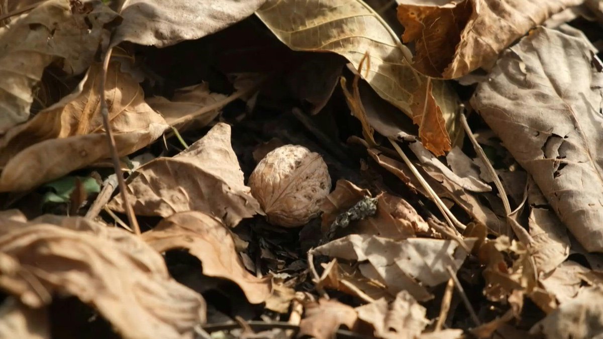 🇰🇬 In Kyrgyzstan, world's largest natural walnut forest thins away The Arslanbob forest, the world's largest wild walnut grove, has been slowly fading for years, hit by the overgrazing of livestock, illegal logging and rising temperatures.
