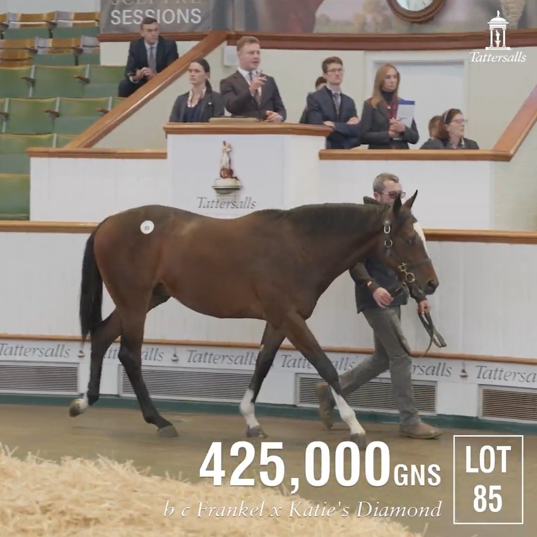 😍 Alex Elliott goes to 425,000gns to secure the Frankel colt out of Stakes winning Katie's Diamond, consigned by Hazelwood Bloodstock's Adrian O'Brien at the #TattsDecember Yearling Sale.