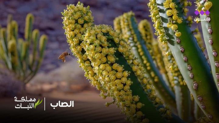 مملكة النبات | الصّاب ينبت في أغوار تهامة، وتخرج من سيقانه عصارةٌ بيضاء بين نفعٍ وضرر؛ تُعالج بعض الأمراض الجلدية، وقد تُعمِي العين إن لامستها 🌿
