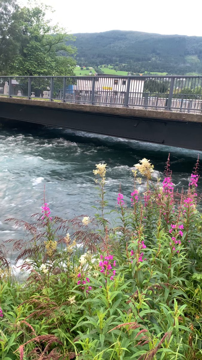 #مساء_الخير 🌹 نهر Myklebustdalselva في النرويج 🇳🇴 واحد من أجمل الأنهار الجبلية التي تأسرك بجمالها وانسيابها والتي تنبع من ذوبان الثلوج بين جبال جوتنهايمين الساحرة! ❄️🏔️ هذا النهر العظيم يمتد بين مروج خضراء وبحيرات صافية كالكريستال يصنع لوحة طبيعية هادئة تخطف الأنفاس… 😍 صوت جريانه وصفاء مياهه وعزلة المكان يجعل منه ملاذًا مثاليًا لعشاق الطبيعة والهدوء 💧🌿 التصوير من قرية Byrkjelo الجميلة والفاتنة 👌وهي قرية صغيرة وهادئة تقع في بلدية Gloppenبمقاطعة Vestland في غرب النرويج 🇳🇴 تتميّز بموقعها بين الجبال والوديان، وتُعد بوابة لجبال Jostedalsbreen الجليدية ❄️ أبرز ما يميزها: ✅ طبيعة خلابة: أنهار، مروج خضراء، وجبال محيطة ✅ موقع استراتيجي للمسافرين بين الشمال والجنوب ✅ هدوء ريفي يجعلها مثالية للراحة أو التخييم ✅ قريبة من قرى سياحية مثل Olden وStryn قرية صغيرة بحجمها، لكنها كبيرة بجمالها الهادئ والطبيعي 👌