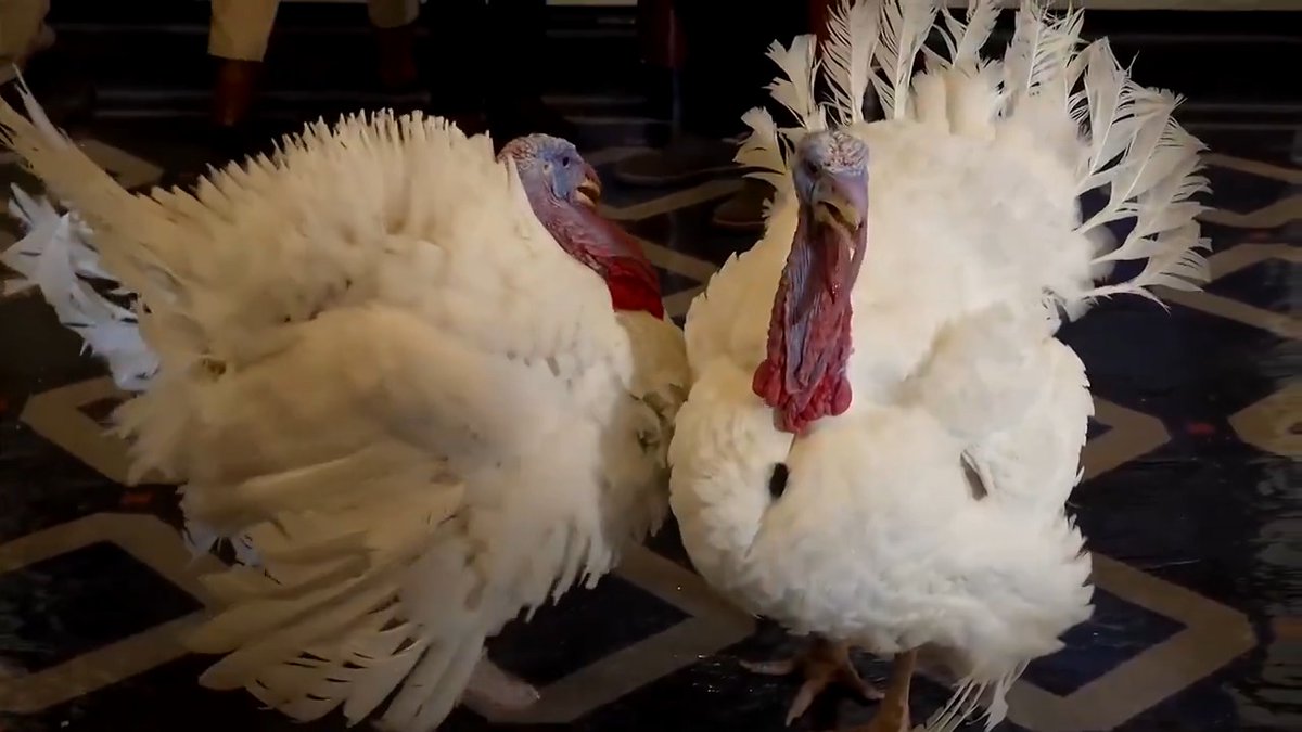 This year's two lucky turkeys, ‘Gobble’ and ‘Waddle,’ are enjoying a luxury stay at a Washington, D.C., hotel as they await their pardons by US President Trump
