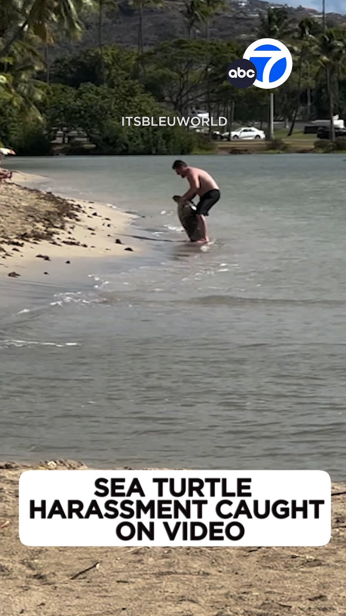 A man was caught on video picking up a sea turtle on a beach in Hawaii, sparking outrage among many. Hawaiian Green Sea Turtles are protected under both state and federal laws. Even approaching one too closely can result in a citation. Conservation officers have taken a report and say they are in the early stages of their investigation. Read the full story here: