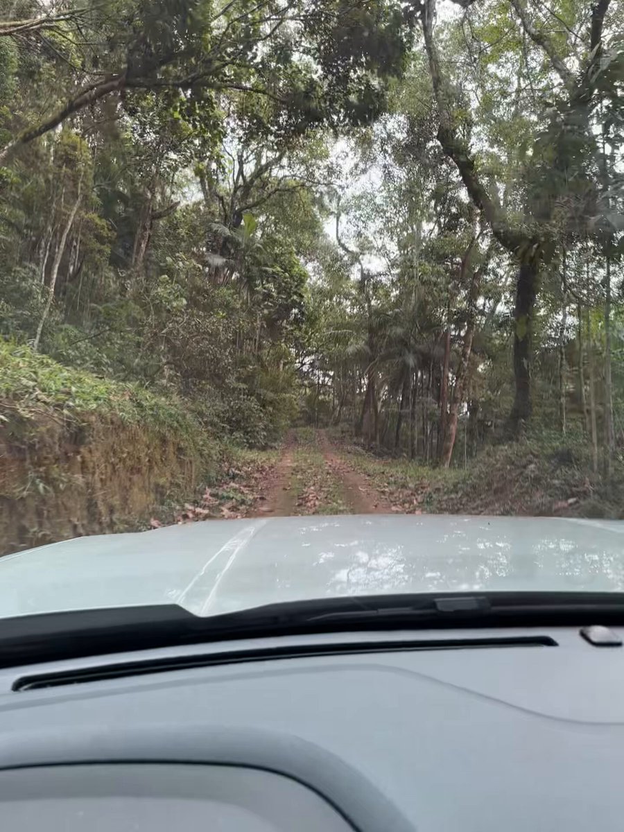 Take me home, jungle road… 🎶