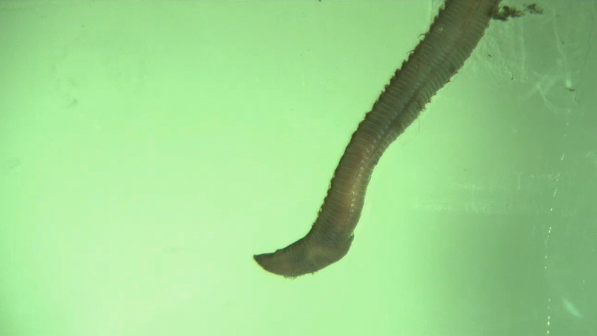 This superstretchy bloodworm can turn itself inside out. The marine worm’s unusually structured proboscis could inspire future soft-bodied robots. Learn more: News from Science