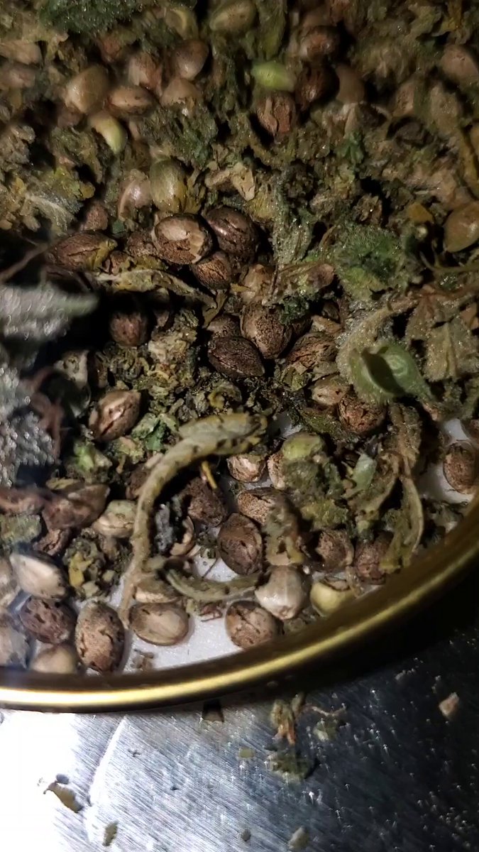 Few thousand seeds worth of shit you can't find anywhere else in the world.
