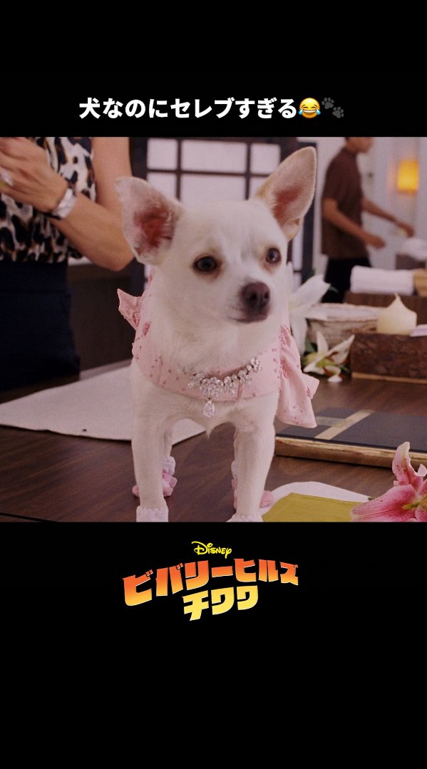 優雅な生活を送る超セレブな犬たち👗✨ 本作が気になったら「🐾」をリプライへ 小さなチワワの大冒険が 観る人に元気をくれる キュートな心温まるストーリー📖 『#ビバリーヒルズチワワ 』は #ディズニープラス で配信中👜