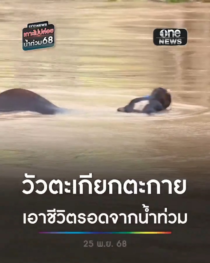 น้ำท่วมหาดใหญ่! วัวลอยไปตามกระแสน้ำที่ไหลแรง กู้ภัยกำลังหาวิธีช่วยชีวิต . #น้ำท่วมหาดใหญ่ #น้ำท่วมใต้ #เกาะไม่ปล่อยน้ำท่วม68 #สำนักข่าววันนิวส์