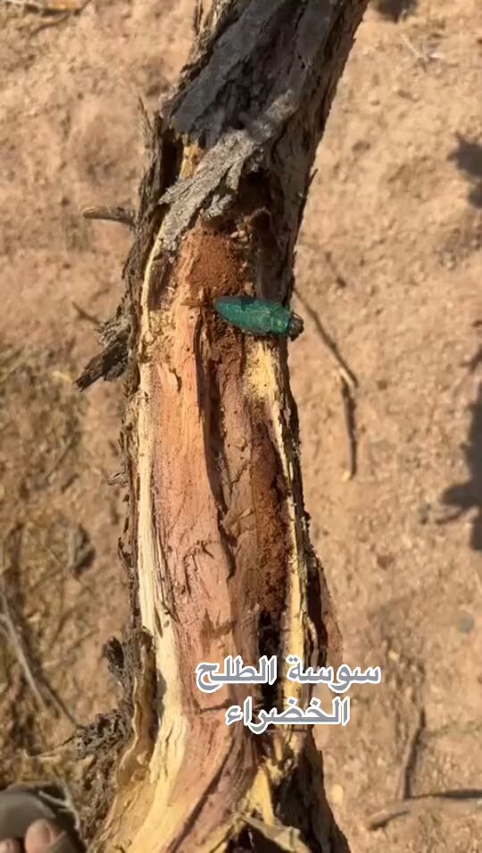 لكل شجرة آفة .. وآفة الطلح السوسة الخضراء ولقد عُرفت مؤخراً ولا أعلم هل هي آفةٌ جديدة أم قديمة تم اكتشافها حديثاً حيث أنني لم أتقصَّ عنها