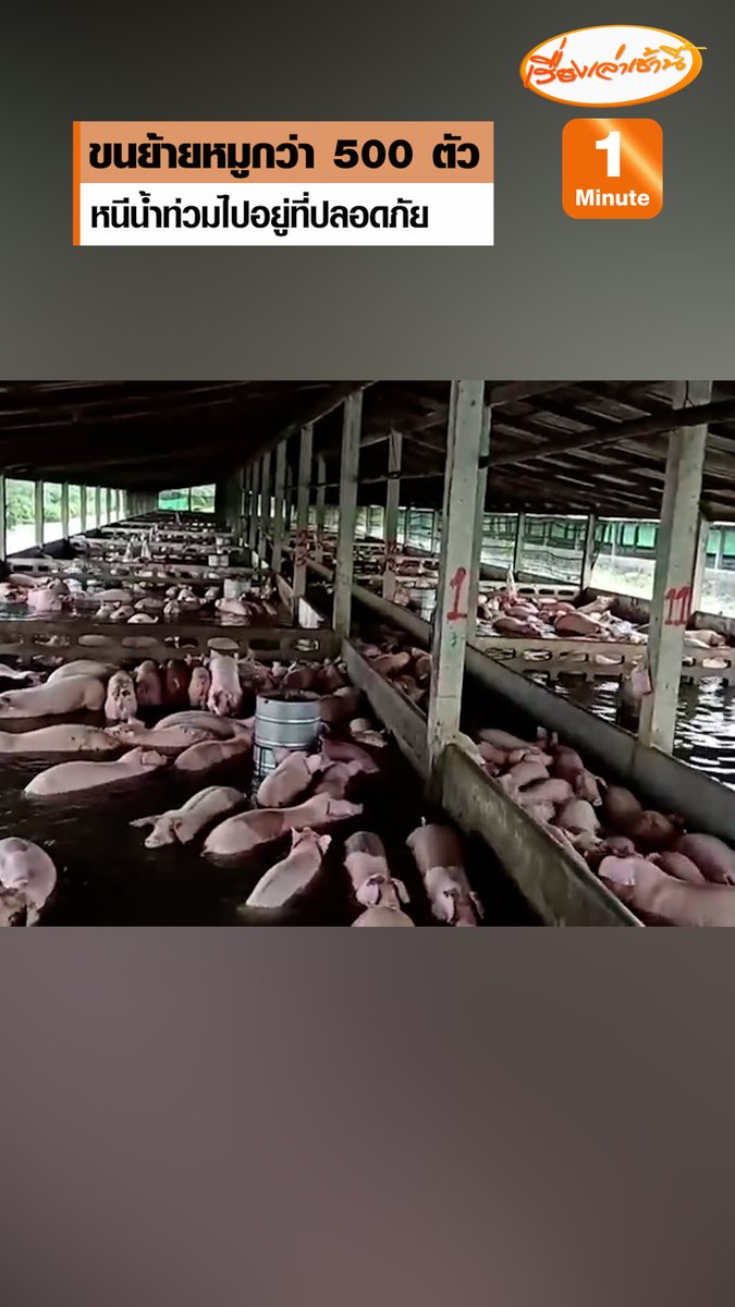 ทุลักทุเล! ปศุสัตว์จังหวัดพัทลุง เร่งขนย้ายหมูกว่า 500 ตัว หนีน้ำท่วมสูง ในพื้นที่ หมู่ 10 ต.ควนมะพร้าว จ.พัทลุง นำออกมาได้อย่างปลอดภัย #เรื่องเล่าเช้านี้ #ข่าวช่อง3 #ข่าวภูมิภาค #พัทลุง #น้ำท่วมสูง