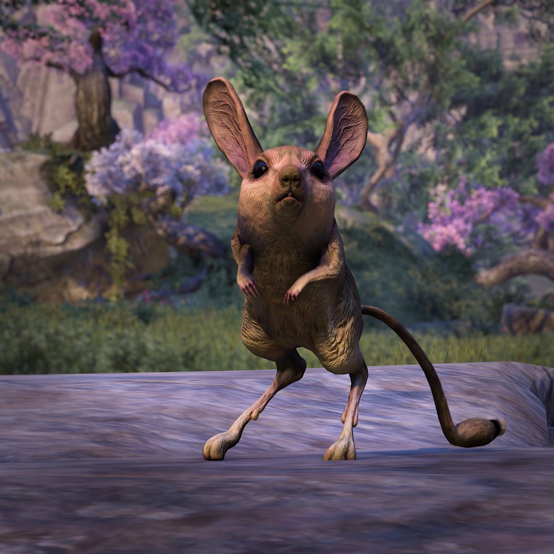 Timeline cleanse: here's a jerboa. 😌 Which pet makes you happy?