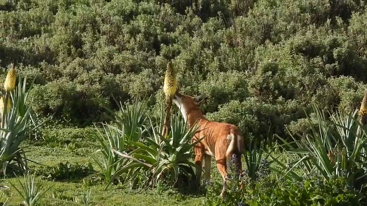 Researchers reported last year that Ethiopian wolves enjoy licking nectar from red hot poker flowers, documenting this behavior for the first time in a large predator. Learn more: #ScienceMagArchives