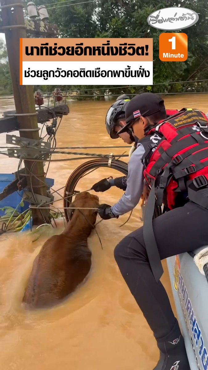 นาทีช่วยชีวิต! กู้ภัยนั่งเรือผ่าน พบลูกวัวลอยคอท่ามกลางน้ำท่วม มีเชือกผูกไว้บริเวณที่คอ จึงช่วยกันตัดทิ้ง ก่อนพากลับขึ้นฝั่งไปในที่ปลอดภัย #เรื่องเล่าเช้านี้ #ข่าวช่อง3 #ข่าวโซเชียล #ข่าวภัยพิบัติ #หาดใหญ่ #ลูกวัว