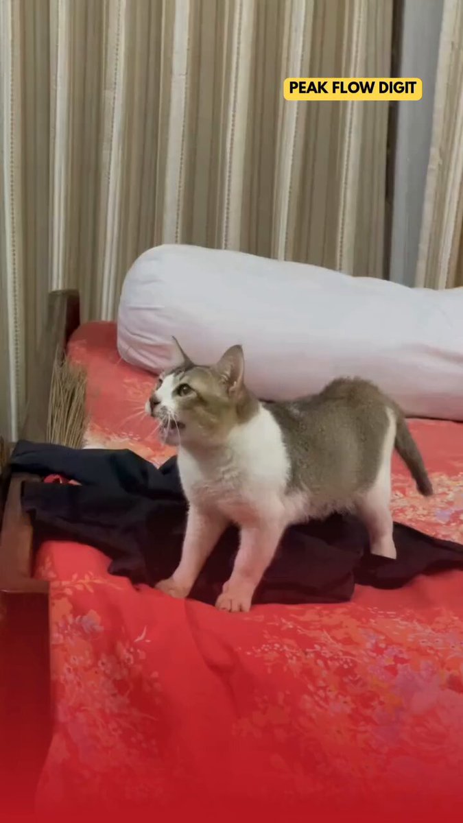 He came home after 2 days... and look who missed him the most 🥹