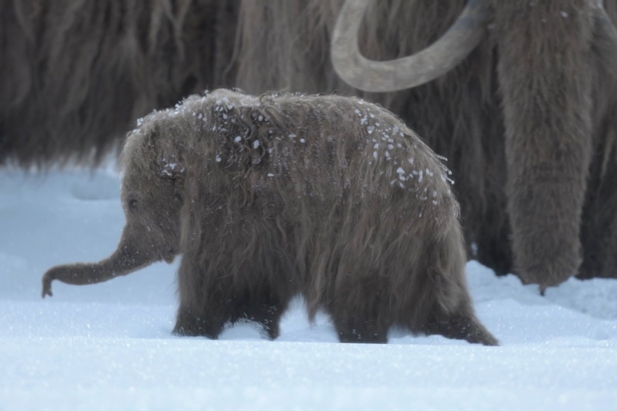 She's ready to face the elements. #PrehistoricPlanetIceAge — Now Streaming
