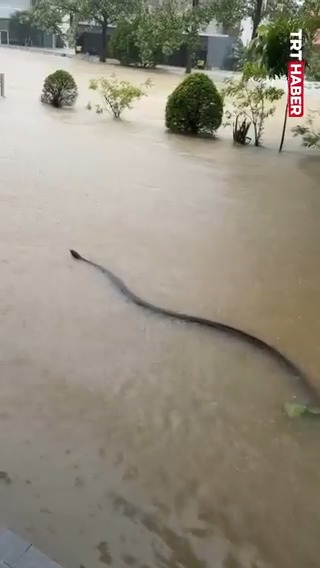 Tayland'daki sel felaketinin ardından yükselen sularda dev yılan görüldü.
