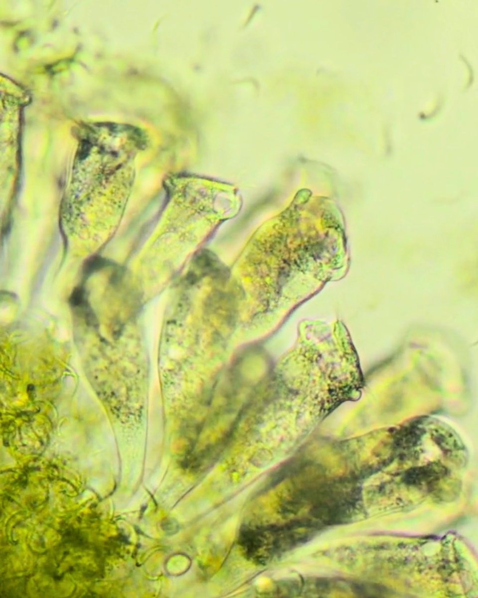 We’ve treated memory as a synapse story. New evidence from single-celled life suggests it’s really a life story—spanning molecules, cells, and maybe even spacetime. Check out the full article at-