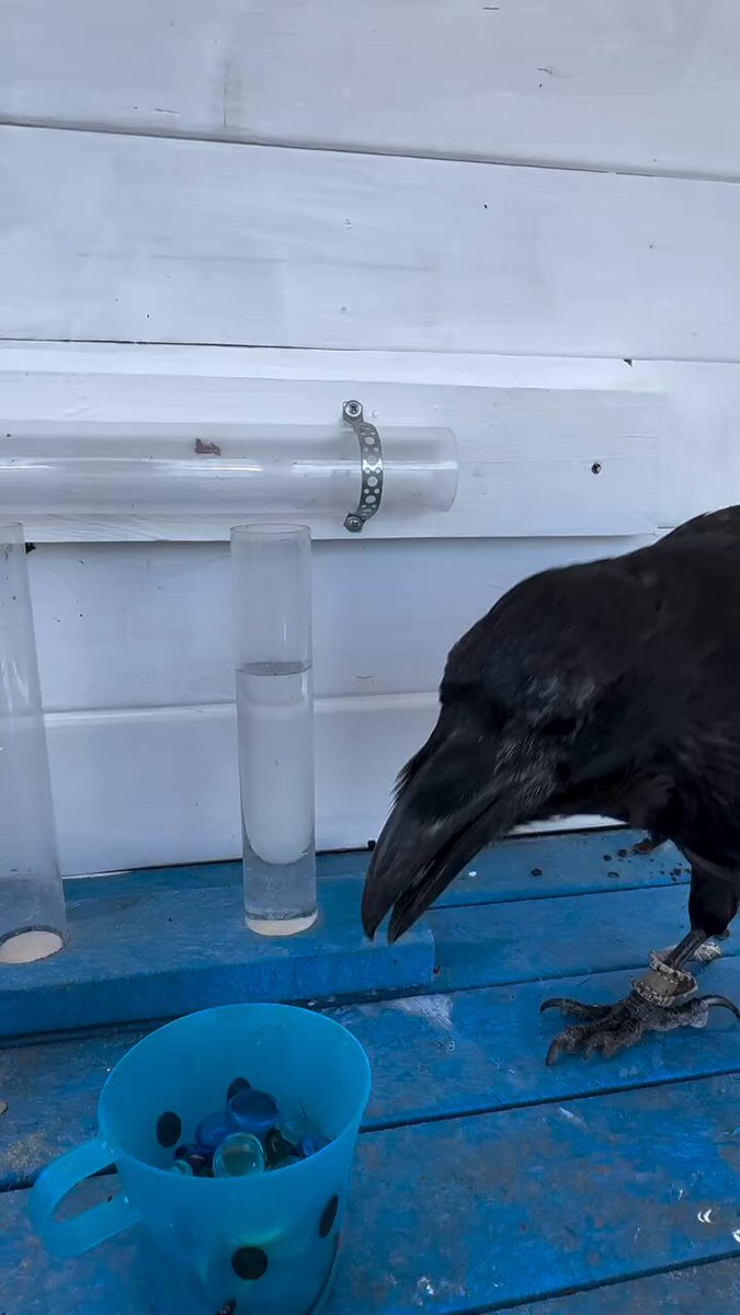 カラス🐦‍⬛ワイより頭良い