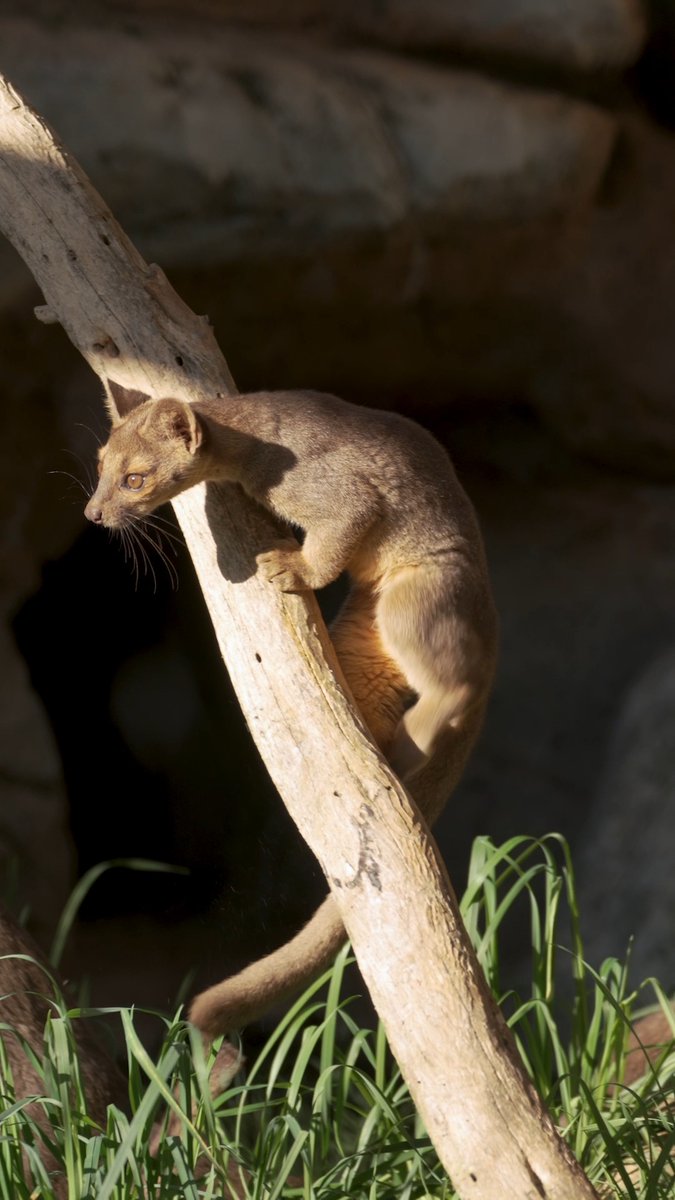 Parkour fossa pups 🤸