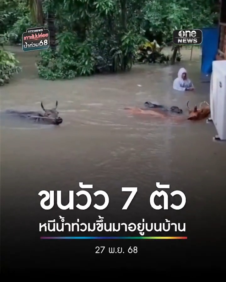 พัทลุงอ่วม! ชาวบ้านว่ายน้ำต้อนวัว 7 ตัว ขึ้นจากน้ำสูง 1.6 เมตร มาอยู่บนบ้าน . #น้ำท่วมพัทลุง #น้ำท่วมใต้ #เกาะไม่ปล่อยน้ำท่วม68 #สำนักข่าววันนิวส์