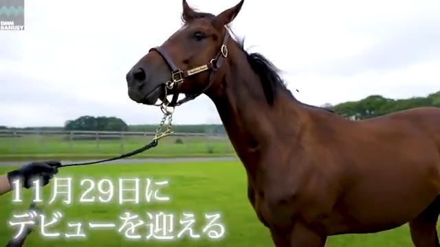 ヴァロアーク が 11月29日(土) 東京競馬場 第5レース 2歳新馬 (芝1600m、12:10発走)でデビューします! デビュー戦の前にスペシャル動画をぜひご覧ください! #BanusySpecialMovie #バヌーシー