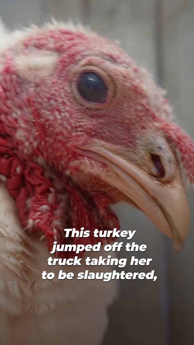 Tilly risked everything. She jumped for her life, and changed it forever 🦃🧡