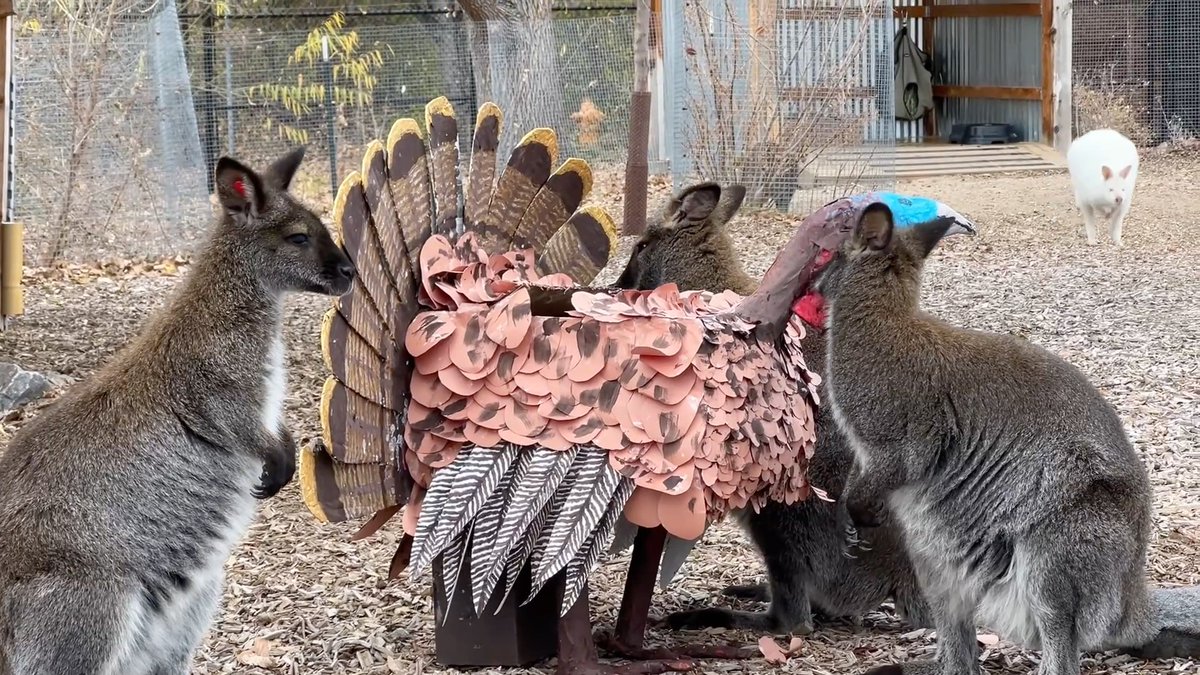 🦃 Happy Thanksgiving! 🦃 Our red-necked wallaby mob enjoyed a very special holiday treat: a paper mâché turkey handcrafted by our incredible volunteers! The whole group hopped over to investigate, and of course, Marshmallow made a star appearance. 🦘🤍✨ As we celebrate the season, we’re especially grateful for: 💛 Our dedicated volunteers who bring creativity and heart to every enrichment project 💛 Our passionate animal care teams who show up 365 days a year 💛 And our communities whose support makes everything we do possible From all of us at DZCA, we hope your holiday is full of warmth, joy, and a little bit of curiosity. #DenverZooConservationAlliance #Thanksgiving #Wallaby #AnimalEnrichment