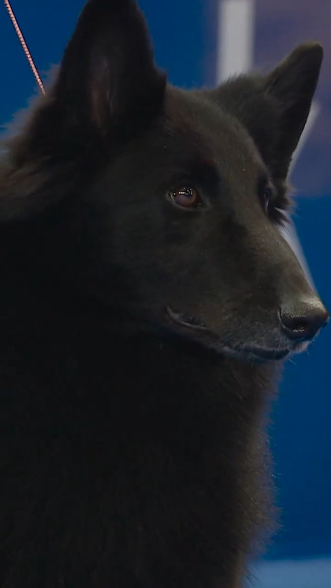 And the winning dog is... 🏆 Watch The #NationalDogShow presented by Purina on NBC &amp; Peacock.