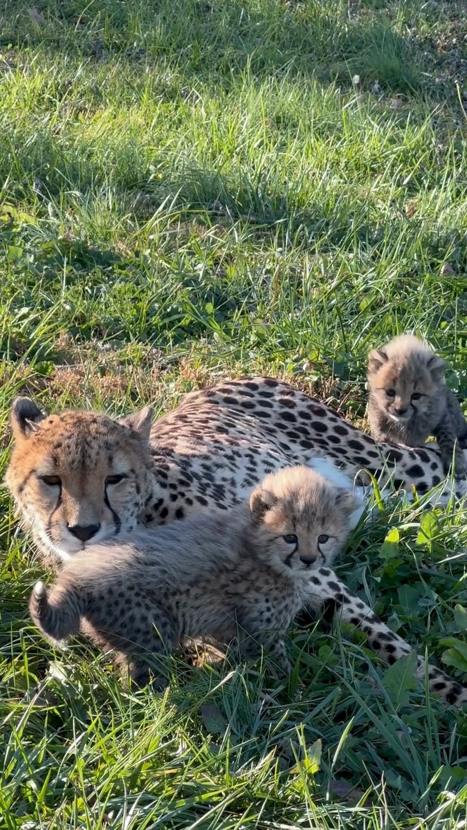POV: you're trying to relax after a big meal, but your kids have a sugar rush from too much dessert. 🥧 Watch our Cheetah Cub Cam with your whole fam at 🎥 Video credit: Mackenzie Perry, Smithsonian Video description: Cheetah mom Amabala lounges in her grassy yard, while her cubs climb on top of her and play with one another. The family periodically call and chirp to one another.