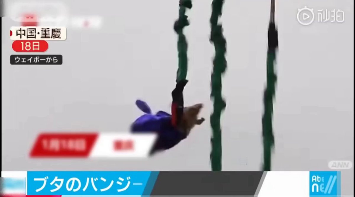 動物にバンジージャンプを させて喜ぶような国と仲良くできますか？ ①無理 ②可哀想 やめて！ ③その他