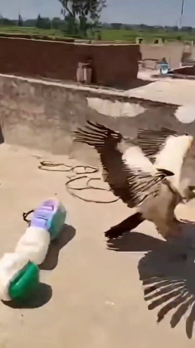 Akbaba, Maymunu Pençesine Aldı ve Uçtu! 🤯 Kim Kazanacak?