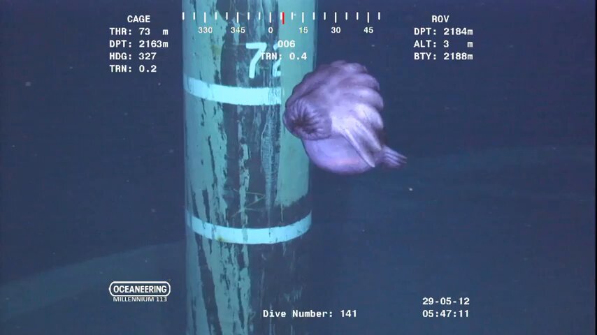 An alien creature was recorded at a depth of over 7,000 feet off the East Coast of Africa🧐🤔