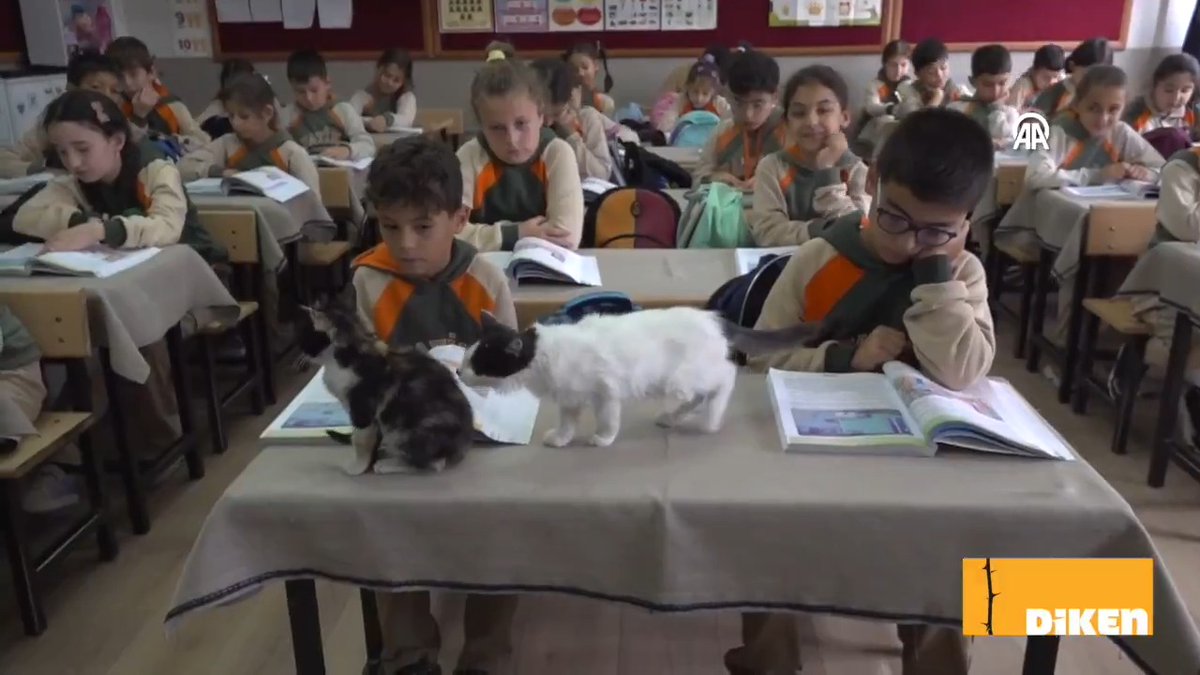 Amasya’da bir ilkokulda öğrenciler üç ay önce okulun bahçesinde beslemeye başladıkları iki yavru kediye ‘Cingöz’ ve ‘Boncuk’ adını verdi. Zamanla öğrencilerle sınıflara girip çıkan sıraların arasında dolaşan ve derslere katılan yavru kediler için okul bahçesinde barınak yapıldı.