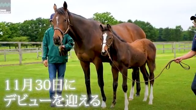 ラヴズプレミアム が 11月30日(日) 東京競馬場 第6レース 2歳新馬 (芝1800m、12:15発走)でデビューします! デビュー戦の前にスペシャル動画をぜひご覧ください! #BanusySpecialMovie #バヌーシー