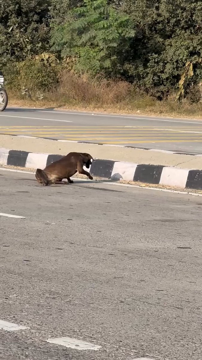 This video comes from Ludhiana, and it’s truly heartbreaking to watch. A speeding car hit this innocent dog and left him on the road to die no pause, no concern, no humanity. He lay there in unbearable pain, unable to even lift himself… and yet the world moved on around him. Please remember: when we drive carelessly, it is these voiceless souls who pay the price. They cannot scream for justice. They cannot chase the culprit. They cannot even ask why. Local caregivers rushed to save him, but his spine is broken. His life changed forever in a moment that someone could have avoided with just a little compassion. Let this be a reminder slow down, stay alert, and drive with a heart. A few seconds of patience from us can save an entire life for them.