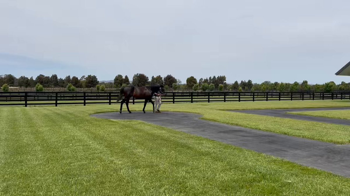 日本の競馬ファン向けだと #ダイアトニック 実馬見たのは初めてでしたが、写真で見るより惹かれるものがありました。 初年度産駒は年明けからのイヤリングセールでお目見えとなるので楽しみですね。 【⚠️風の音が大きいので音量下げるかミュート推奨】