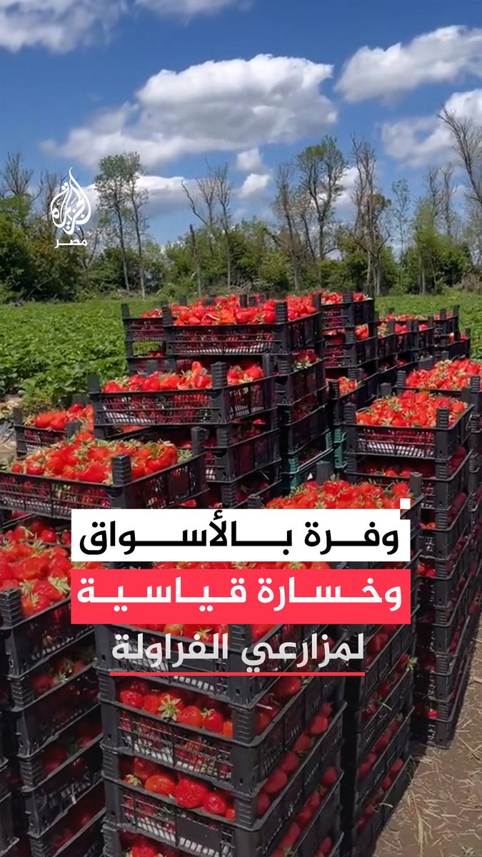 مزارعو الفراولة يشتكون من خسائر قياسية عقب تراجع الأسعار في الأسواق، وتحديد شركات التصدير لأسعار زهيدة
