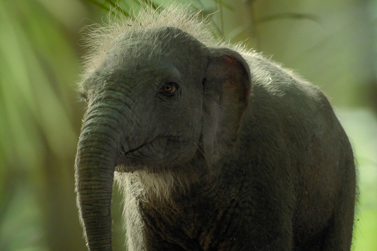 These little guys really existed. #PrehistoricPlanetIceAge — Now Streaming