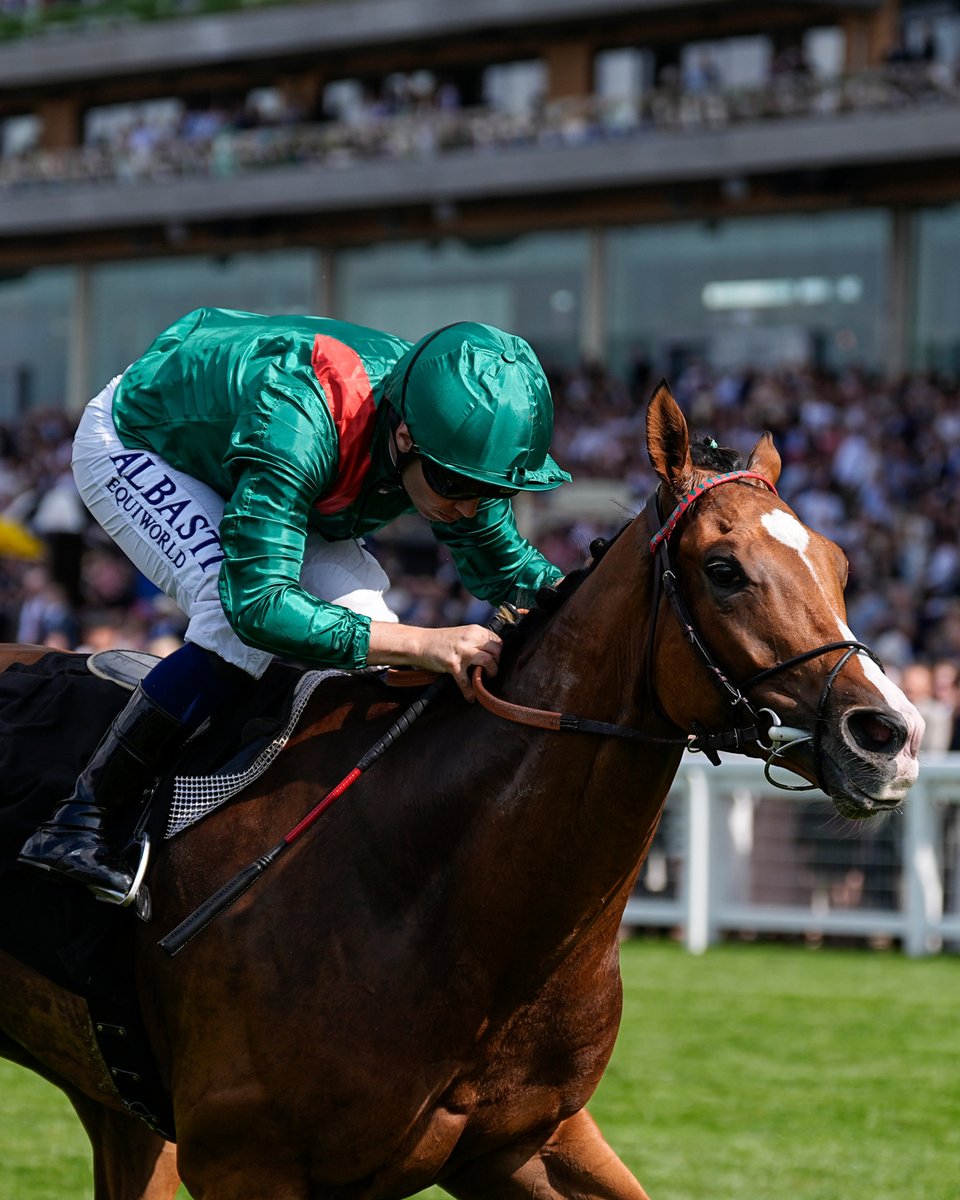 The King George VI & Queen Elizabeth Stakes winner CALANDAGAN will be racing in the Group 1 Japan Cup on Sunday morning 🇯🇵 Will he be able to complete a historic treble of the King George, QIPCO Champion Stakes and Japan Cup? 🏆 キングジョージ6世&クイーンエリザベスステークスの勝者CALANDAGANが、日曜日の朝に行われるグループ1ジャパンカップに出走します。彼はキングジョージ、QIPCOチャンピオンステークス、ジャパンカップの歴史的な三冠を達成できるでしょうか?🏆